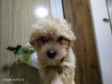 Maltipoo