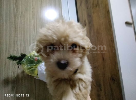 Maltipoo görsel