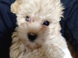 Maltipoo