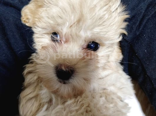 Maltipoo görsel