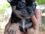 Chiuchuahua 0 Boy  Yavrular