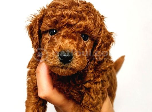 Toy Poodle Yavrularimiz Yeni̇ Ai̇leleri̇ni̇ Bekli̇yor