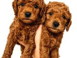 Toy Poodle Yavrularimiz Yeni̇ Ai̇leleri̇ni̇ Bekli̇yor
