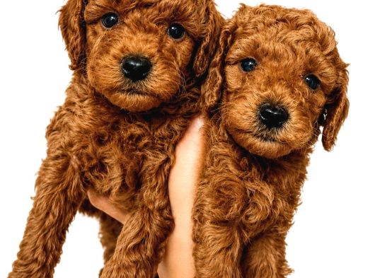 Toy Poodle Yavrularimiz Yeni̇ Ai̇leleri̇ni̇ Bekli̇yor görsel