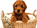 Toy Poodle Yavrularimiz Yeni̇ Ai̇leleri̇ni̇ Bekli̇yor