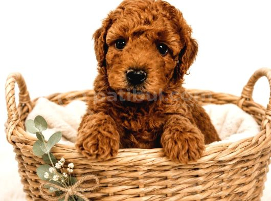 Toy Poodle Yavrularimiz Yeni̇ Ai̇leleri̇ni̇ Bekli̇yor görsel