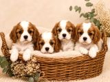 Safkan Cavalier King Charles Bebekler