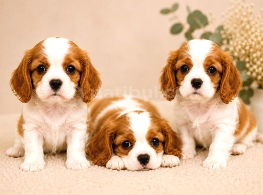 Safkan Cavalier King Charles Bebekler görsel