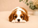 Safkan Cavalier King Charles Bebekler