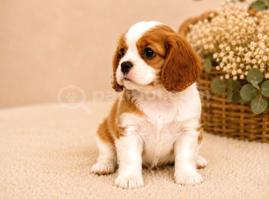 Safkan Cavalier King Charles Bebekler görsel