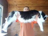 Dernek Kayıtları Yapılmış Eksiksiz Safkan Secereli Mainecoon