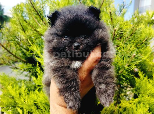 Siyah Pomeranian Yavruları görsel