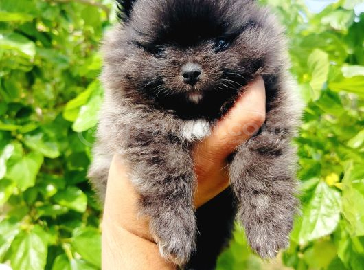 Siyah Pomeranian Yavruları görsel