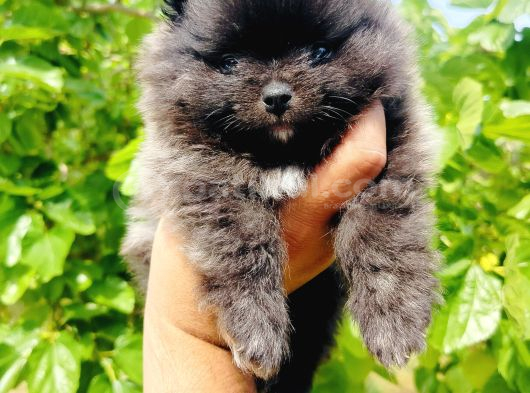 Siyah Pomeranian Yavruları