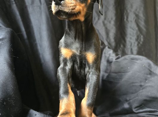 Safkan Orjinal Doberman Yavrular görsel