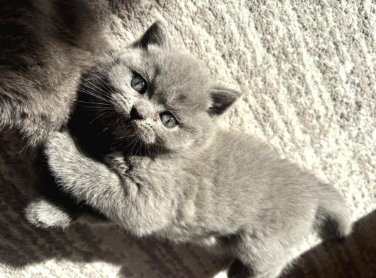 Mükemmel Güzellikte British Shorthair Yavrularımız görsel