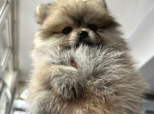 Pomeranian Bebekler Için Iletişime Geçebilirsiniz görsel