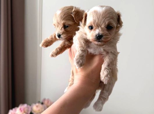 MALTİPOO CİNSİ YAVRULAR EV ÜRETİMİ