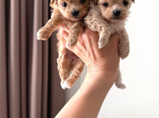 Malti̇poo Ci̇nsi̇ Yavrular Ev Üreti̇mi̇ görsel