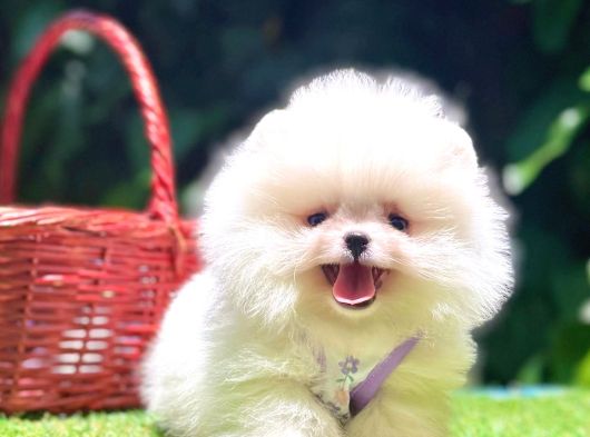 POMERRİAN BOO SEVİMLİ YAVRULAR