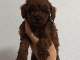 Toy Poodle Sevi̇mli̇ Yavrular Ev Üreti̇mi̇