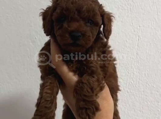 TOY POODLE SEVİMLİ YAVRULAR EV ÜRETİMİ