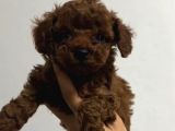 Toy Poodle Sevi̇mli̇ Yavrular Ev Üreti̇mi̇