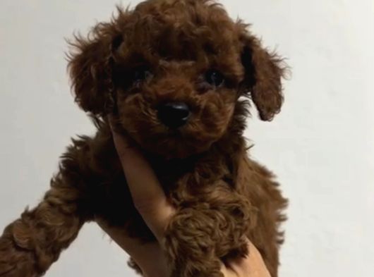 Toy Poodle Sevi̇mli̇ Yavrular Ev Üreti̇mi̇ görsel