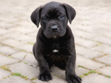 Irk Garantili Cane Corso Yavrumuz