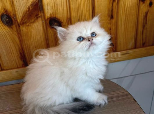 Top suratlı safkan britsh yavrularım
