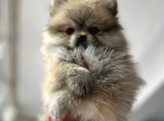 Pomeranian Bebekler Için Iletişime Geçebilirsiniz görsel