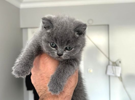 Mükemmel Güzellikte British Shorthair Yavrularımız görsel