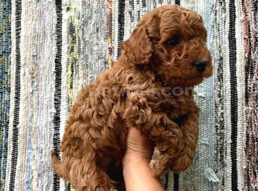 Toy Poodle Yavrularimiz Hazir görsel