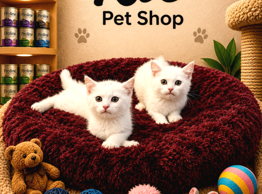 Mükemmel Güzellikte Beyaz British Shorthair Yavrularımız görsel
