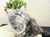 British Longhair Yavrular