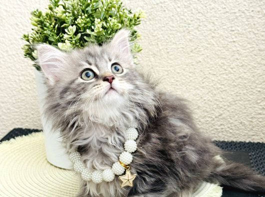 British Longhair Yavrular görsel
