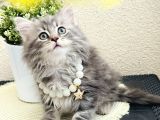 British Longhair Yavrular