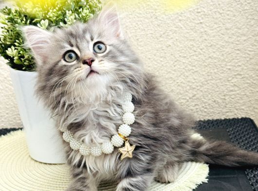 British Longhair Yavrular görsel