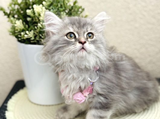 British Longhair Yavrular görsel