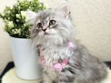 British Longhair Yavrular