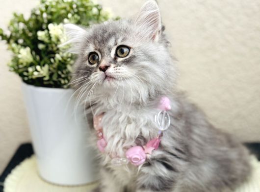 British Longhair Yavrular görsel