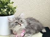 British Longhair Yavrular