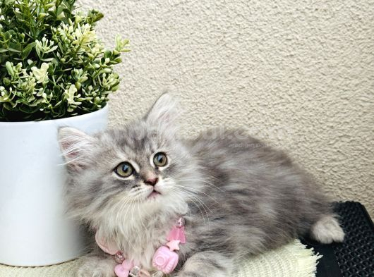 British Longhair Yavrular görsel