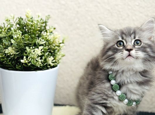British Longhair Yavrular görsel