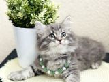 British Longhair Yavrular