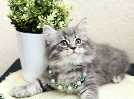 British Longhair Yavrular