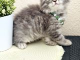 British Longhair Yavrular