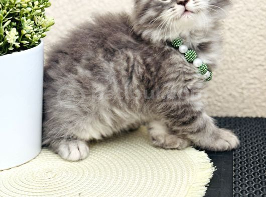 British Longhair Yavrular görsel