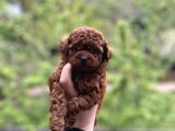 Teacup Cep Boy Poodle