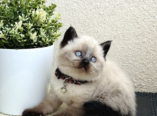 British Shorthair Bluepoint Bebekler görsel
